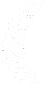 white-weed